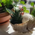 Апартаменты With Balcony Red Rose