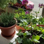 Апартаменты With Balcony Red Rose Сплит
