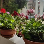 With Balcony Red Rose