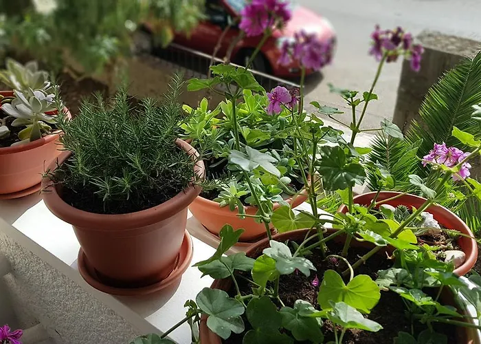 Apartament With Balcony Red Rose Split