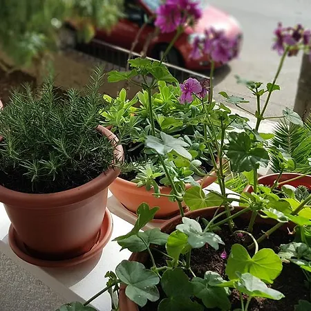아파트 With Balcony Red Rose 스플리트