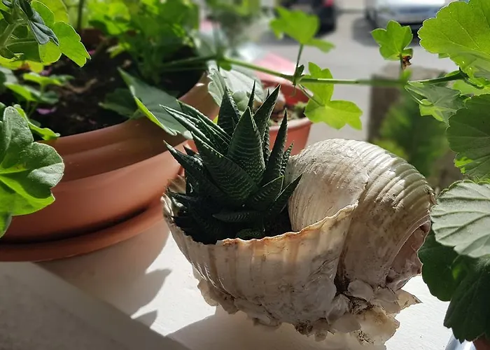Apartment With Balcony Red Rose