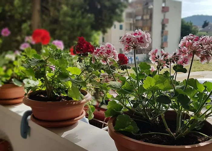 With Balcony Red Rose